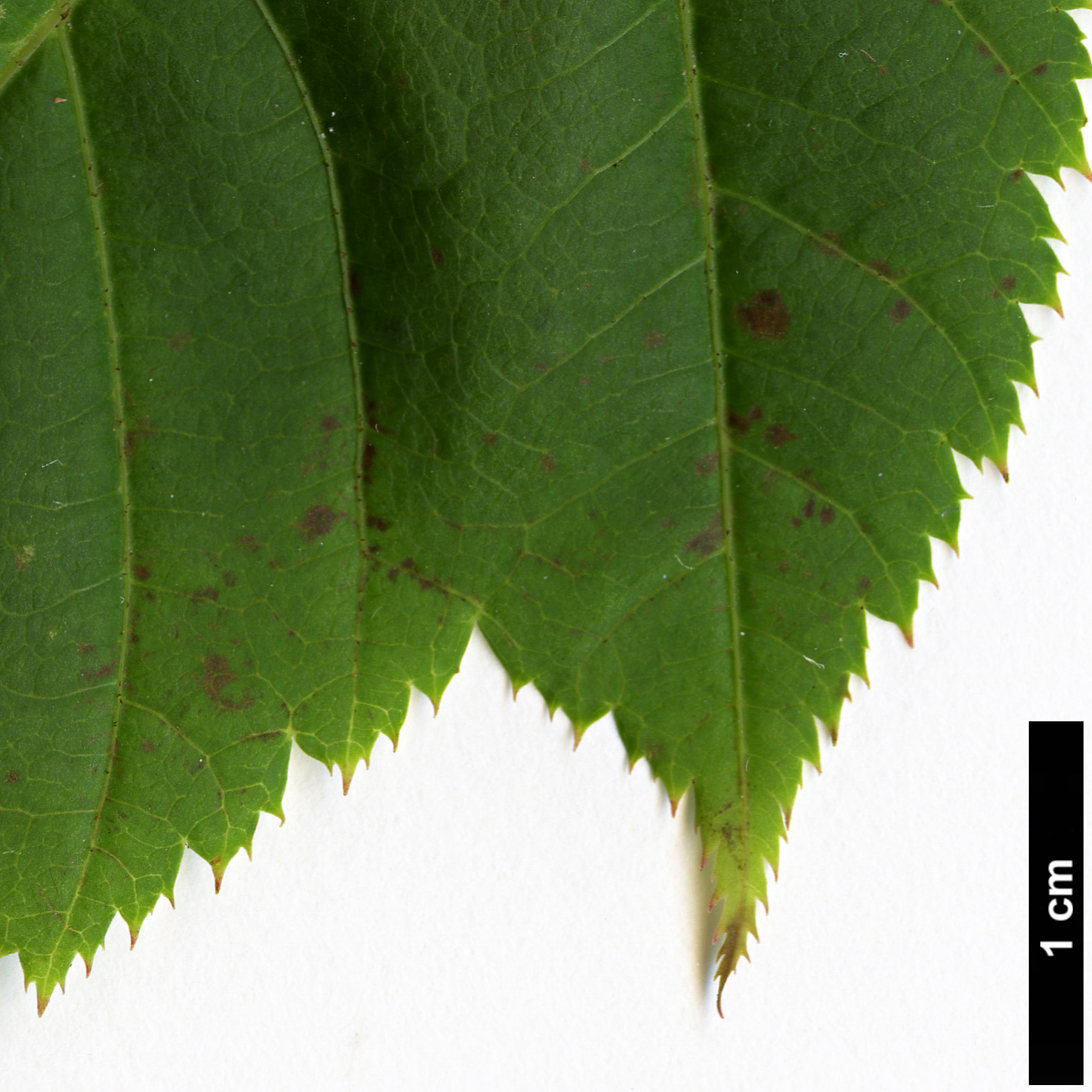 High resolution image: Family: Sapindaceae - Genus: Acer - Taxon: HWJ 569